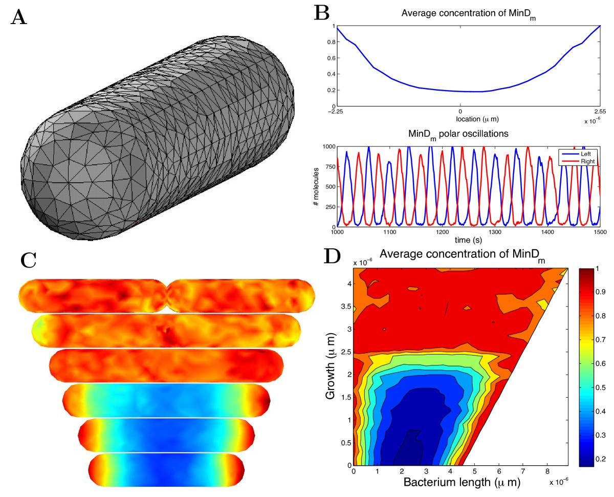 URDME MinD oscillations in E. coli: tetrahedral mesh, polar oscillations, and concentration over growth