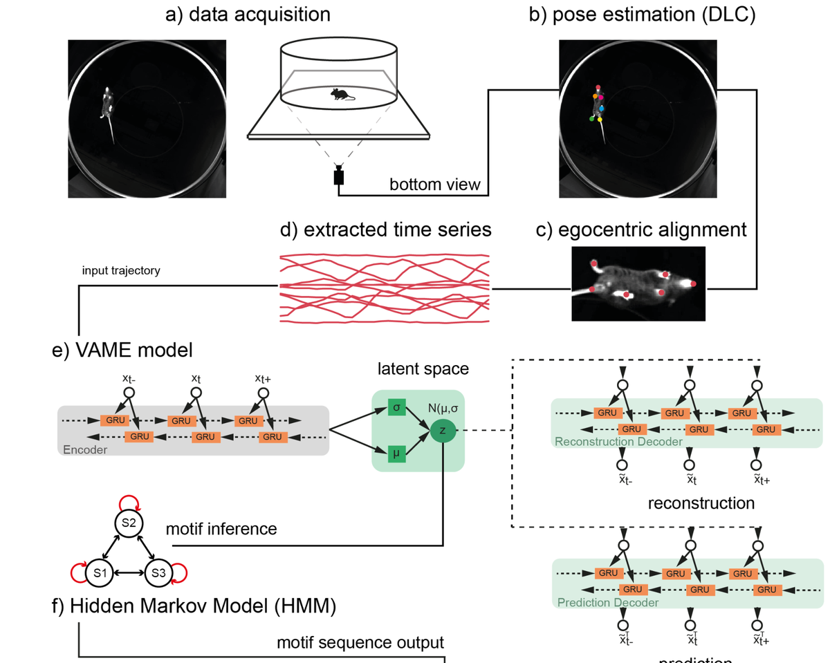 VAME workflow: pose estimation, egocentric alignment, variational RNN, motif inference